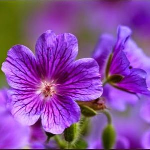 Meet your Posher, Violetta